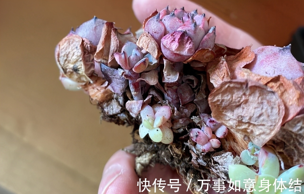 根部|春季给多肉修根需要注意的4个问题,正确修根,多肉长得好抗性强