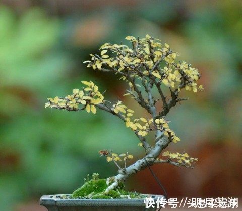 5种树型优美的盆景植物,观赏价值极佳,深受人们喜爱