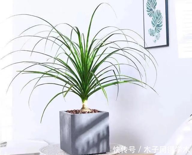 客厅养花就选这六种,寿命长、寓意好,省心又好养,你家养了几种