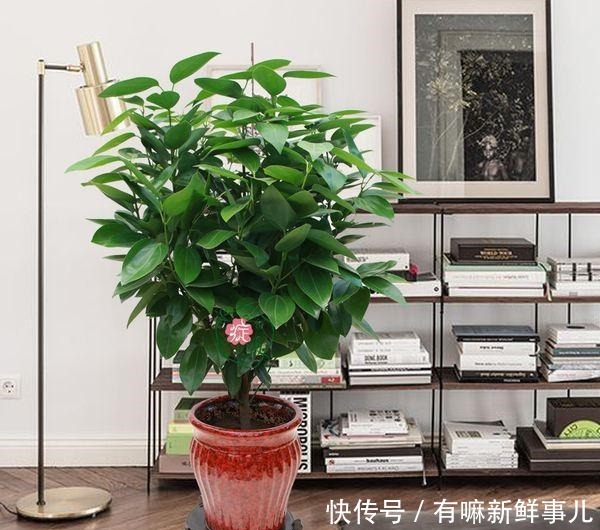 4种富贵花,再不漂亮也要养一盆,个个吉祥,空气一级棒!