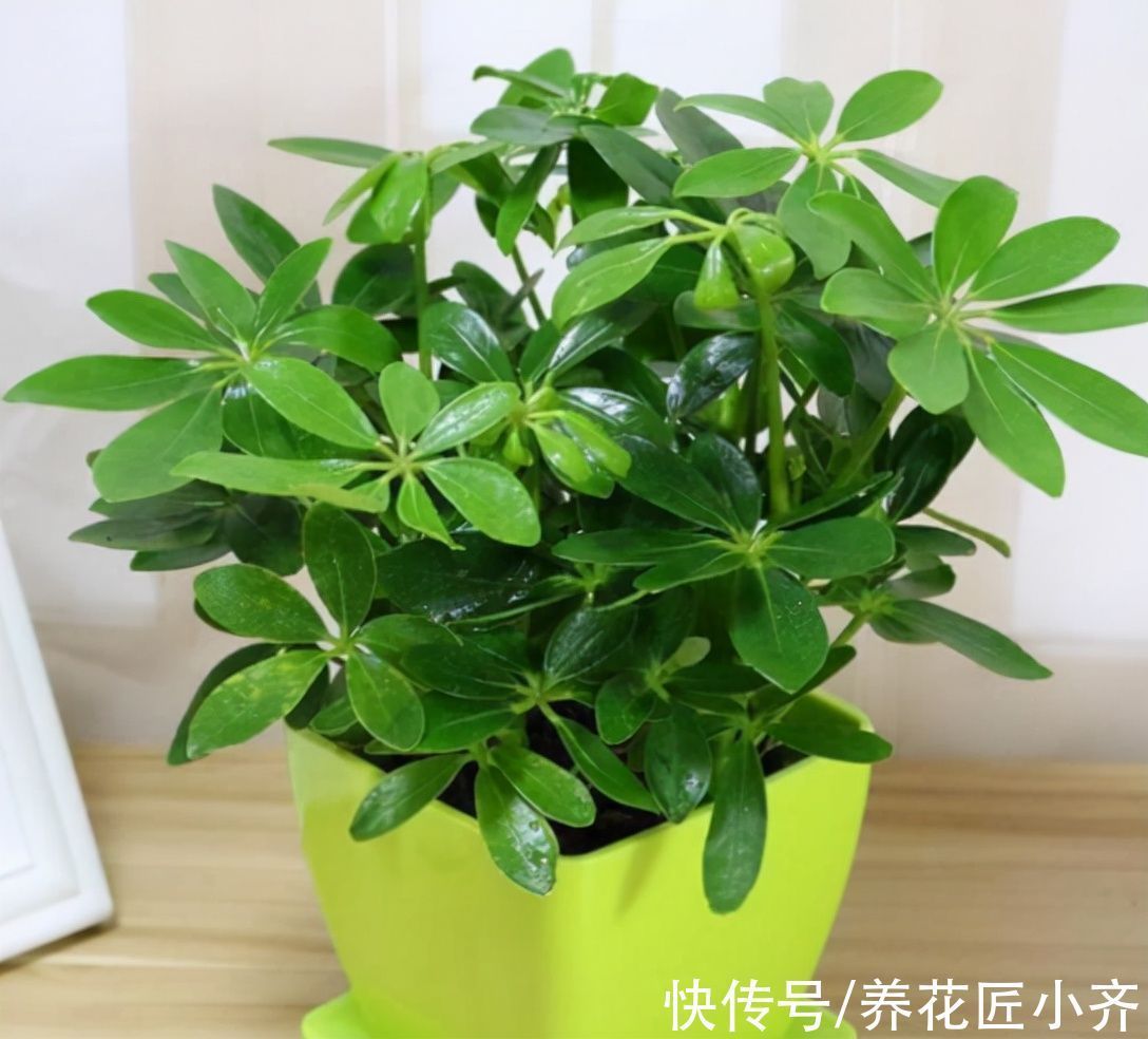 植物|网红植物“七叶莲”，别被名字骗了，市场上很多，价格很低廉