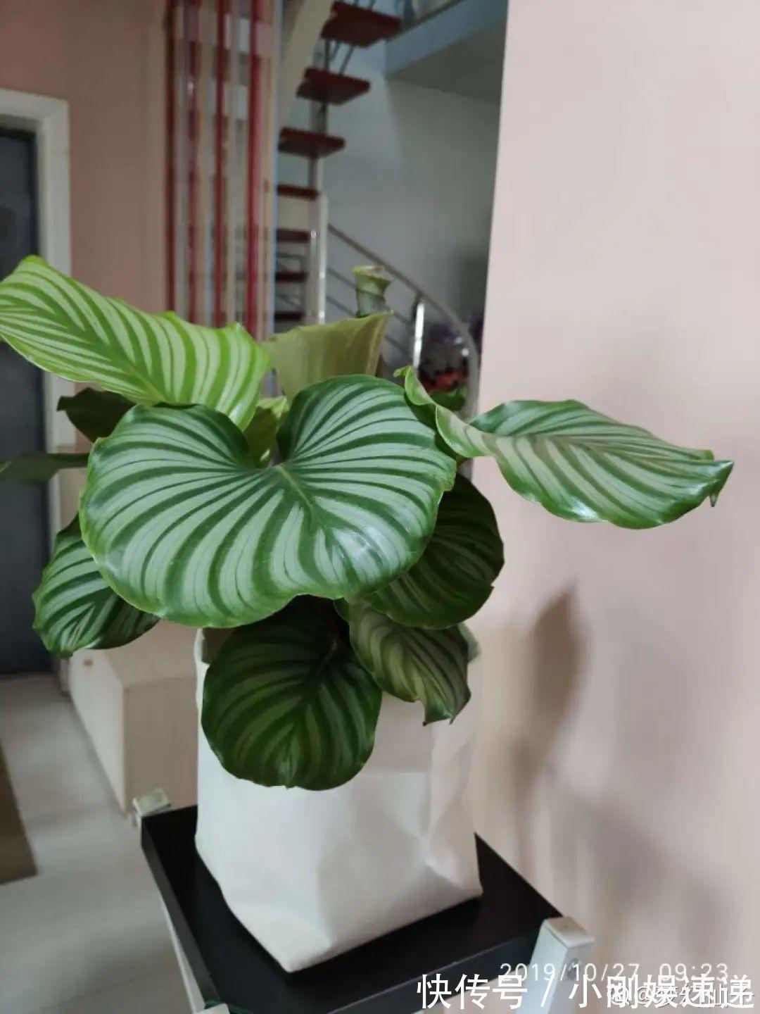 叶片|10种花特怕晒,越晒越黄叶,搬阴凉地儿才能活!