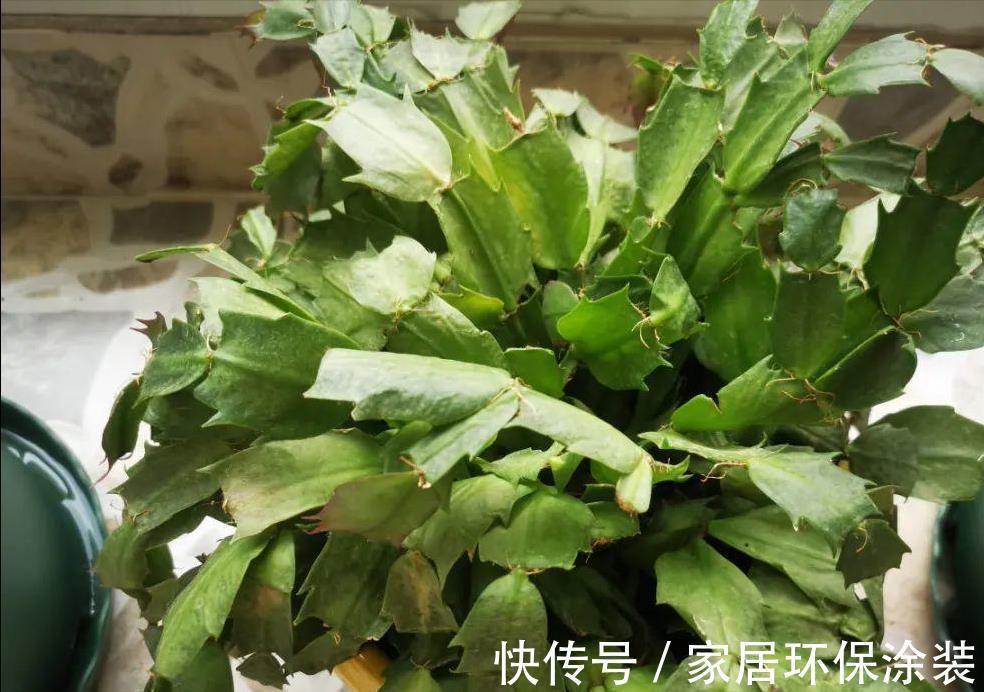 秋天|5种漂亮花,都是“夏必死”,十个八个养不好,花市见了也别买