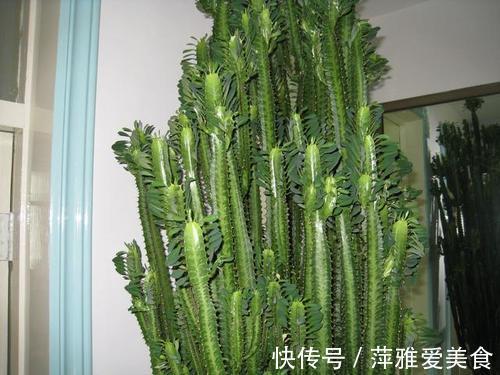 养护|青龙骨霸气寓意好,摆对了位置能镇宅,喜欢的朋友赶紧养