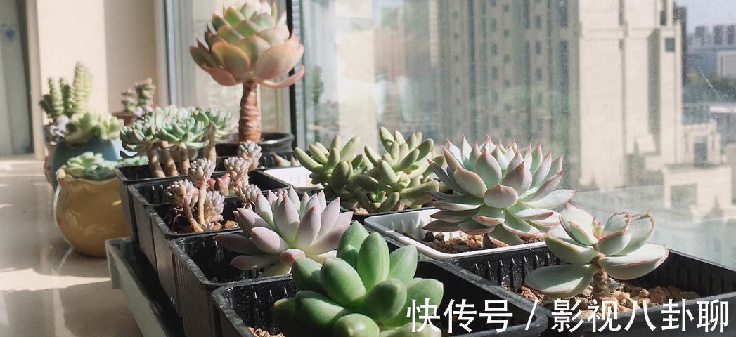 冬季|愁多肉“过冬难”,就抓紧做好这4件事,花友:今年盆栽特省心