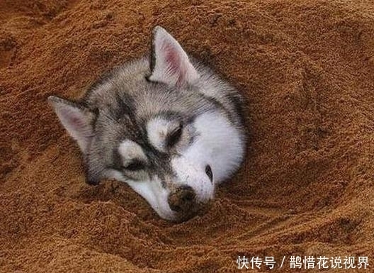 补血|红瓶的喝了补血,蓝瓶的喝了补钙