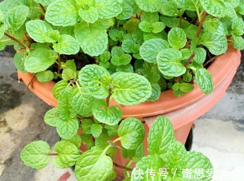 这3种常见植物最懂得“感恩”,人养着它,它则守护着主人的健康