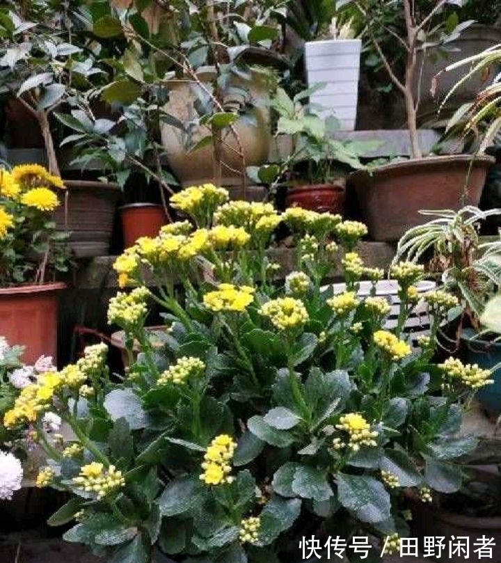 长寿花黄叶子怎么办?两个方法,叶墨绿花开得很灿烂