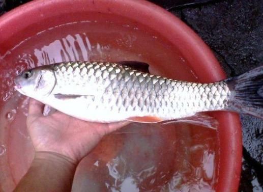 神似草鱼爱吃肉,个头不大力气大,背上还藏倒刺,被称为淡水之王