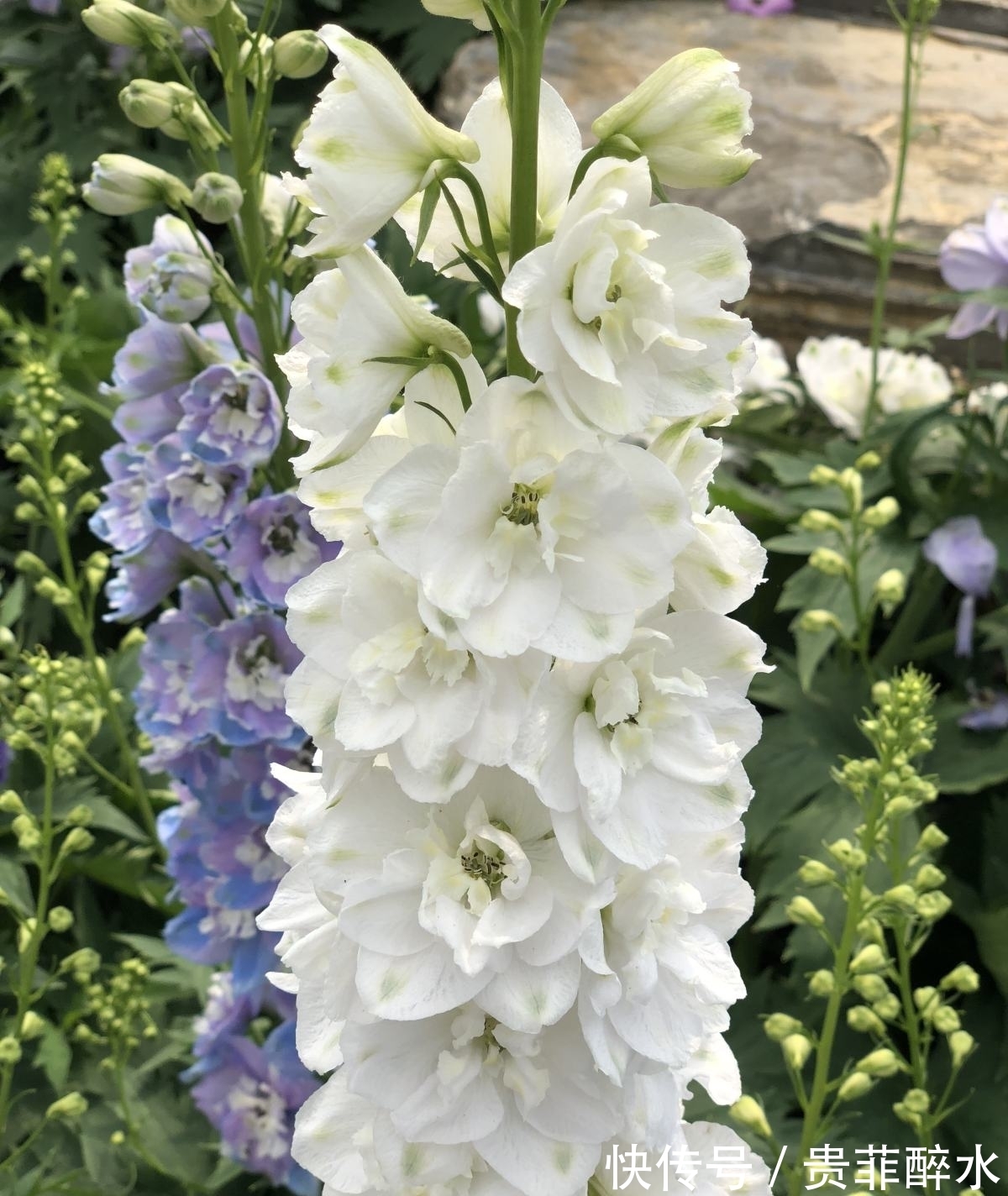 养护飞燕草,掌握4个要点,开花才能更加迷人!