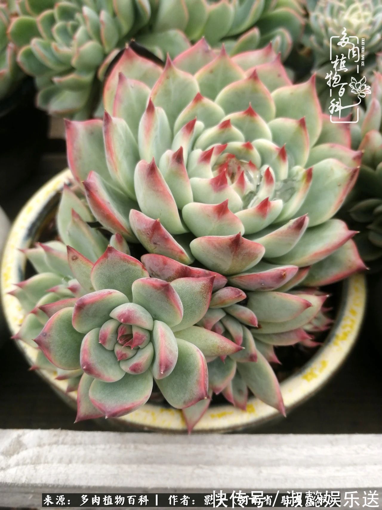 漂亮|被风雨洗礼的多肉越来越漂亮了,忍不住又往坑里跳!