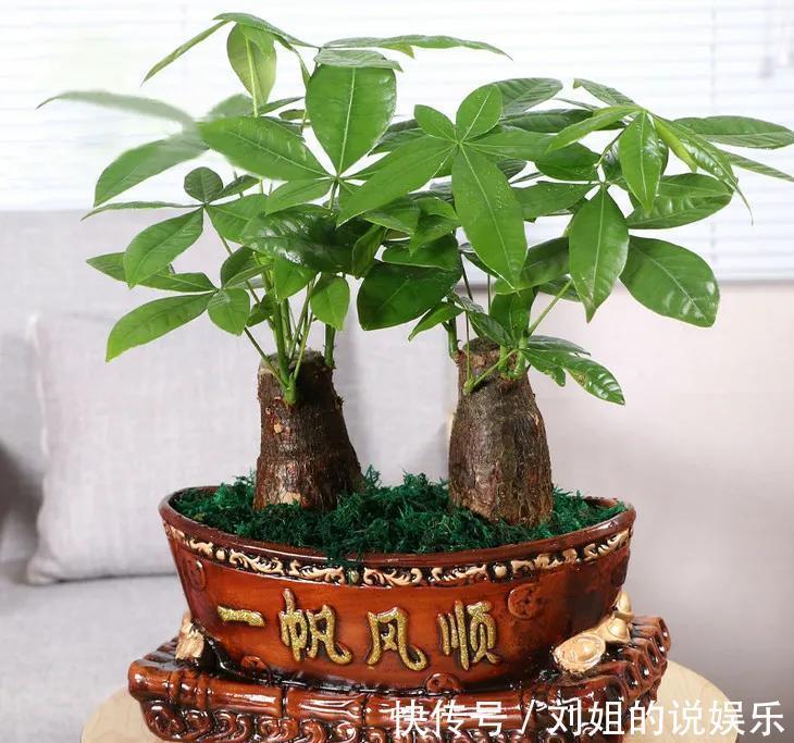 客厅摆放长寿花，好养又漂亮，知道的人却不多