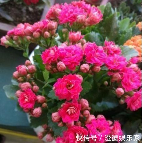 金边虎尾兰|什么发财树、君子兰都不如“3种花”，好养易活，养人又旺财