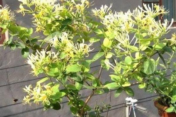 4种花养家里能够旺财运，叶绿花艳，花开硕大娇艳，繁花似锦