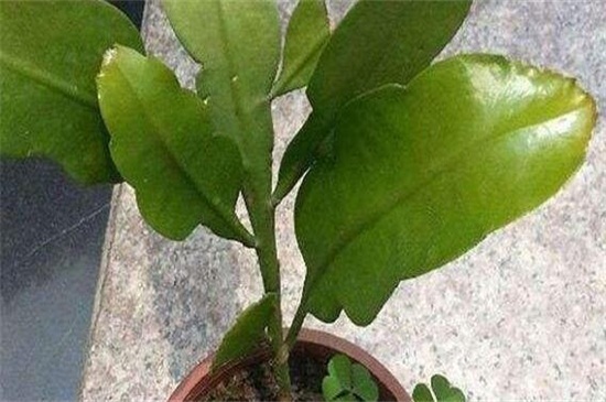 不再|昙花叶片为何频频发黄教你如何预防,让其健康生长,不再枯黄!