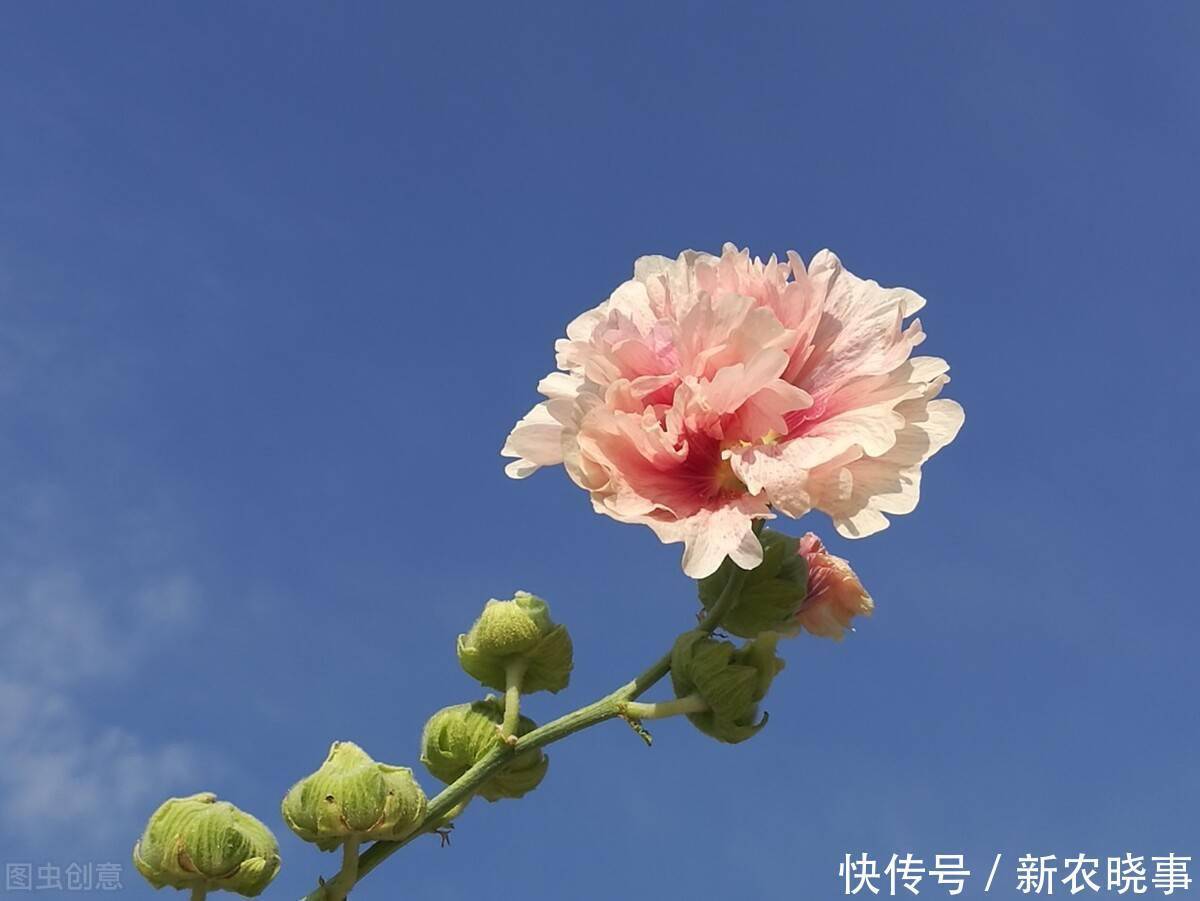 以前被嫌弃的土花,现在变成盆栽中的“香饽饽”,只因好养花量大