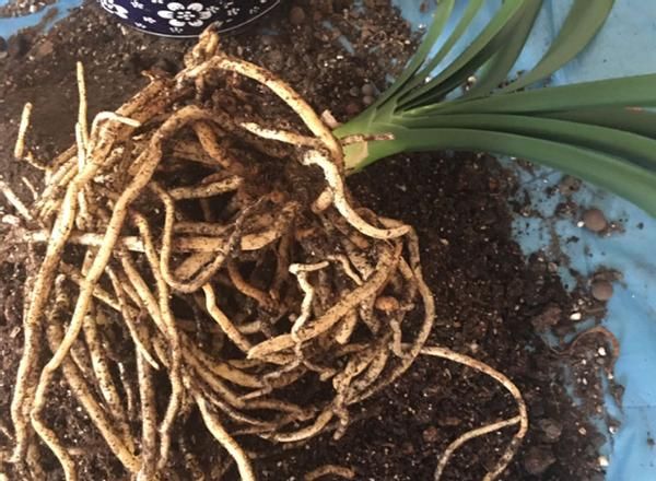 养花为什么要换盆，什么时候换盆，怎么换盆才合适？