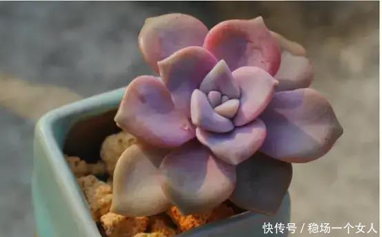 4步学会多肉变身老桩,身价立马翻10倍