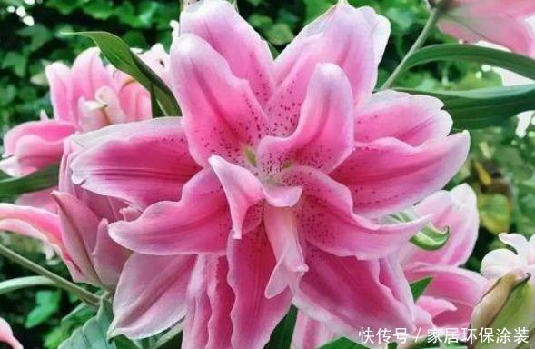 4种花现在养刚刚好,盆盆开成大花球,吉祥又如意,价格超便宜