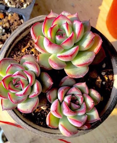 新手养多肉别头疼，新买的多肉学会看状态，服盆了才能长得好