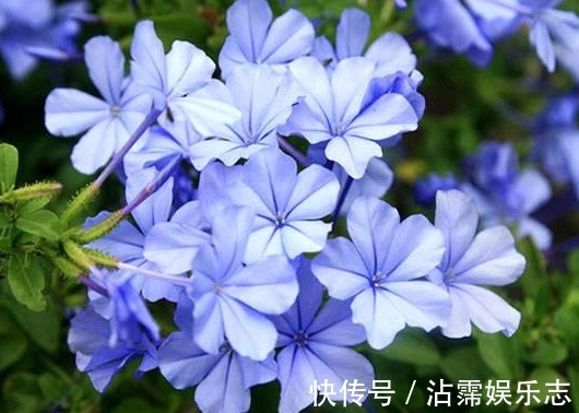 扦插|家有小院,种这些耐旱植物,沾点水就爆盆,懒人超好养,绚丽多彩