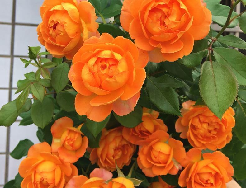 院子里养爬藤花越来越普遍，只有花开后，才明白有多美