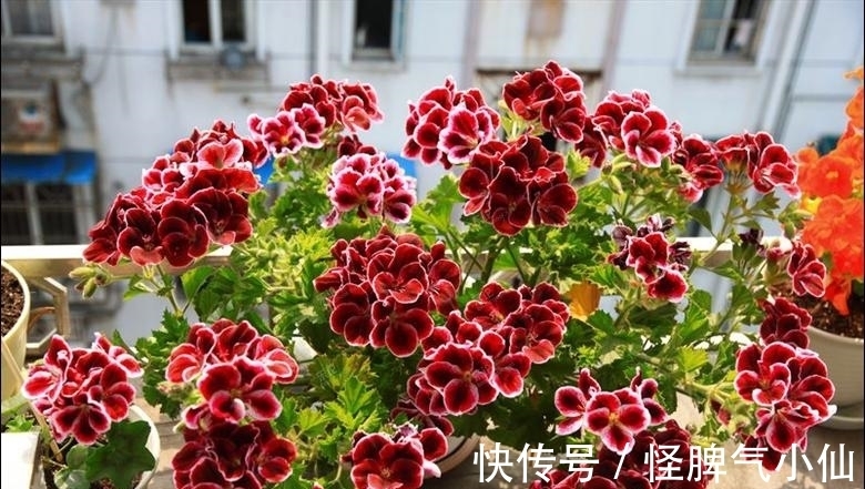 新芽|开花万人迷,做到4点,花儿拥挤刹不住