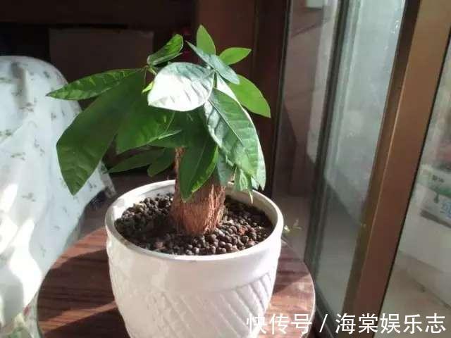 元气满满|发财树叶子落光快死了别担心，只要简单几招就能生机勃勃