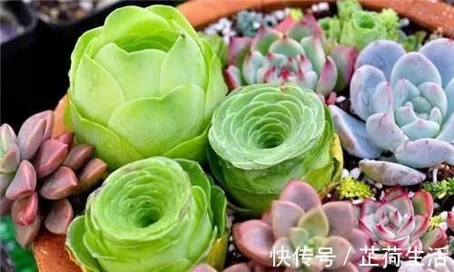 浇水|屋里养的多肉浇水也要看天气吗？为什么？