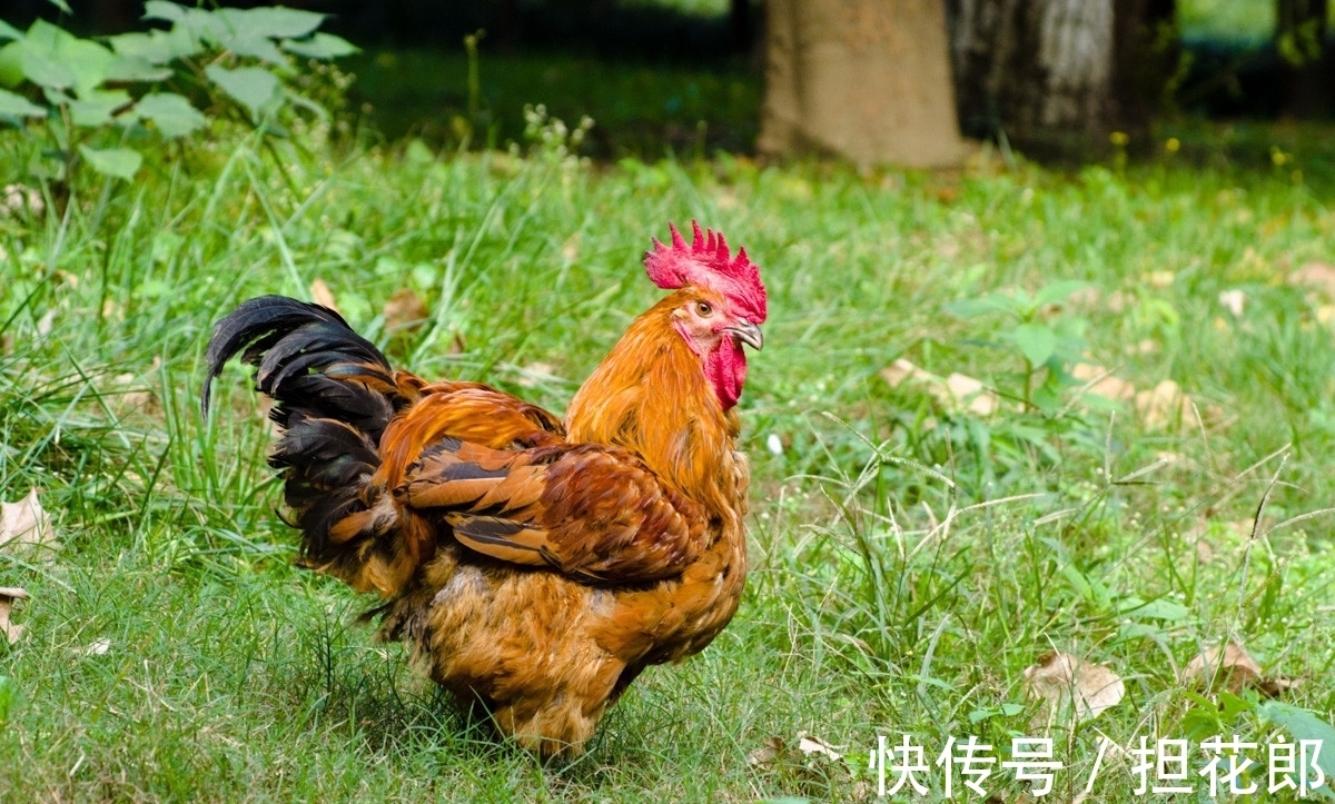 翻盘|未来三个月，属鸡的朋友会有好机缘，抓住机会能够翻盘