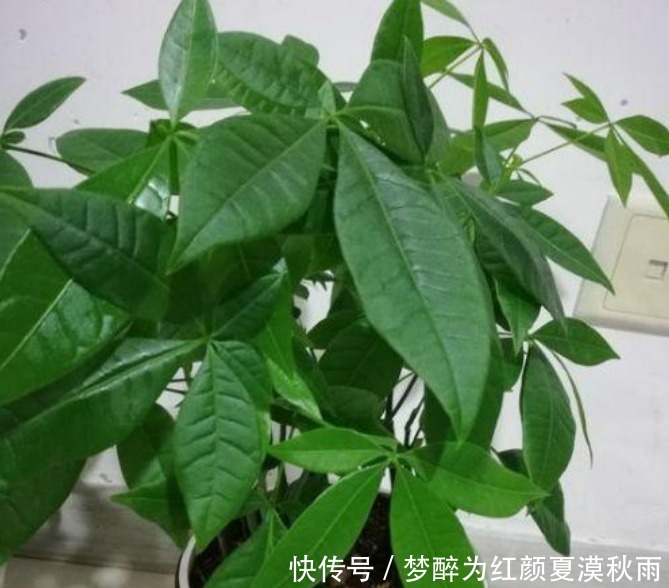 4种花需要“懒养”,越“勤快”死得越快,不管反而长得旺