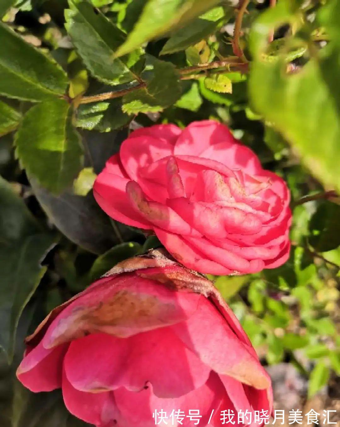 秋冬不开窗,就得养盆它,满屋子香味特好闻