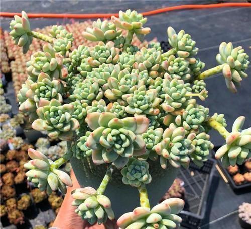 上色美|养了2年的多肉不长个?掌握1个技巧,上色美易爆头,长成群生老桩