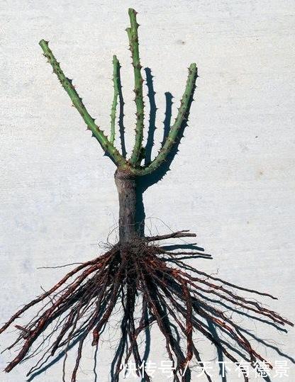 叶片|月季养不活？教你避开种死月季的五个陷阱，不走弯路做月季大神