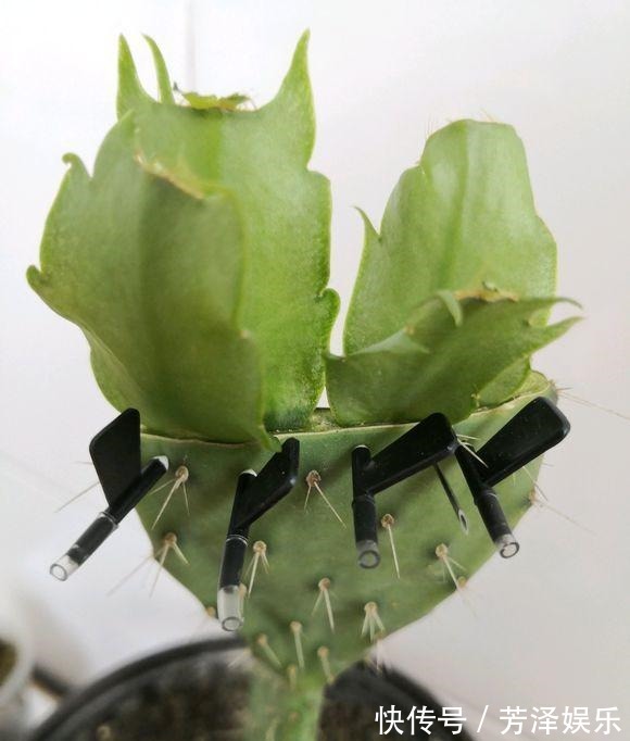 蟹爪兰接仙人掌，这么做“伤口”很快愈合，花开艳丽