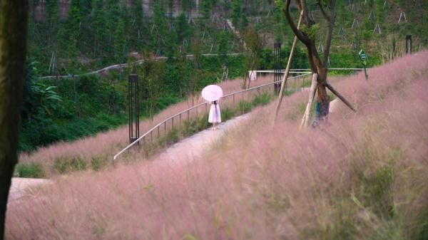 整治|漫山遍野粉黛红 两江新区昔日水沟变身浪漫公园