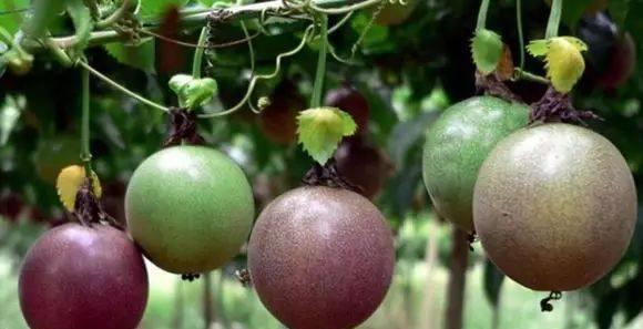 客厅|这些盆栽水果,巴掌大一棵能结上百个,客厅放一盆,馋的直流口水