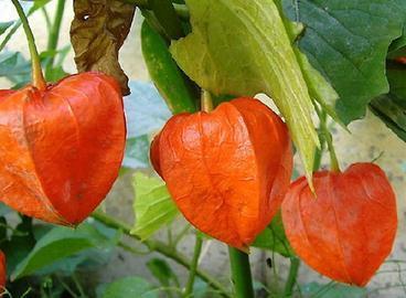 止咳化痰|立冬后，每周吃几次！降血脂、止咳化痰、延缓衰老，早吃早好