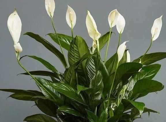 上当|6种耐阴花,养了“不上当”,室内百搭盆栽,摆在角落也爆盆