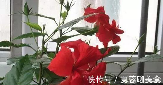 生长期|别再养那些“烂大街”的盆栽啦选这3种“花”,好养易开花