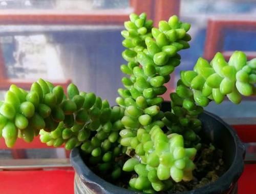  叶子|多肉玉缀怎么养？掌握“4点”，一簇簇的叶子将长得又密又粉嫩