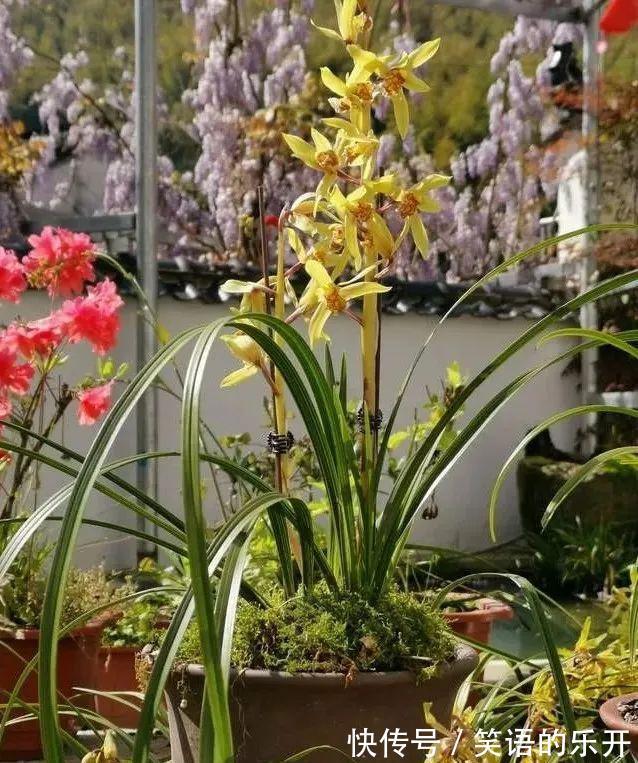 兰友随手浇一浇，兰花烂根不开花，3个坏习惯一定得改