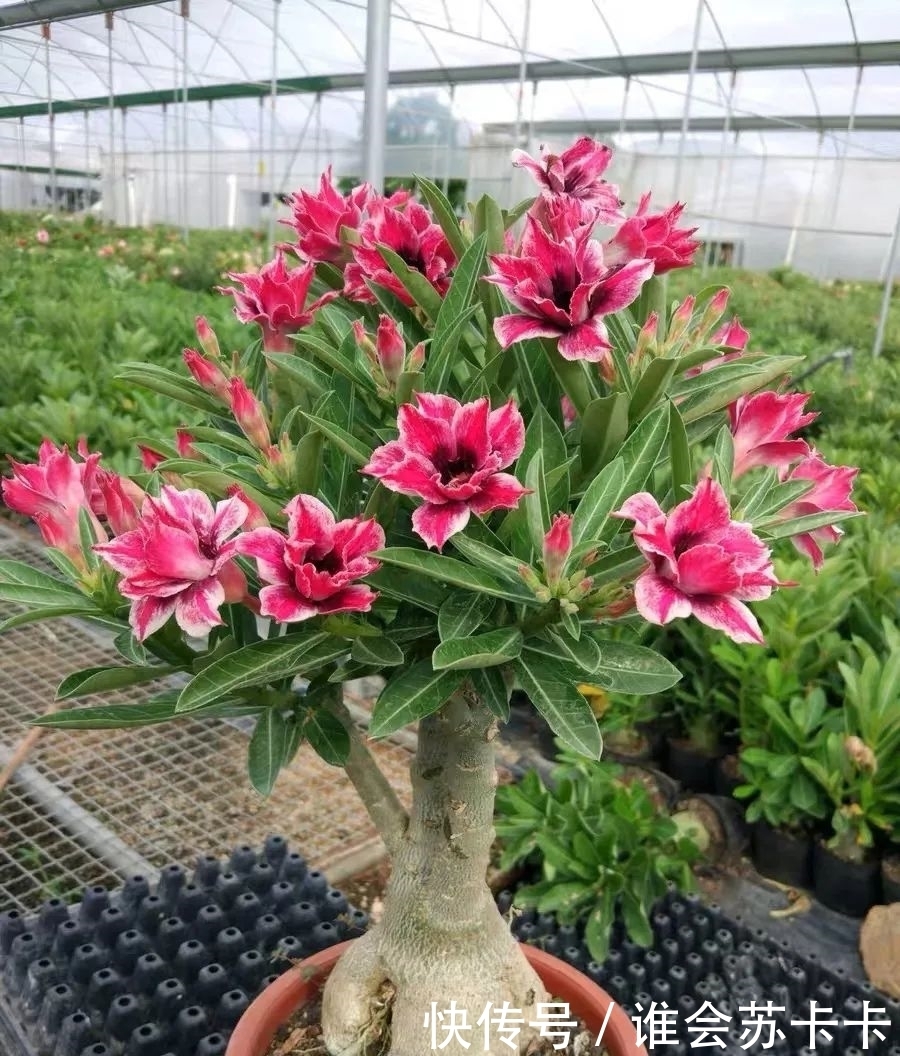 沙漠玫瑰冬天有“四怕”，避开了才能越养越精神，安全越冬无压力