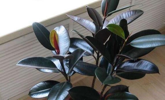 碰碰香|“5种花”养一盆在家,旺人又旺财,一开就是300多天,好养、漂亮