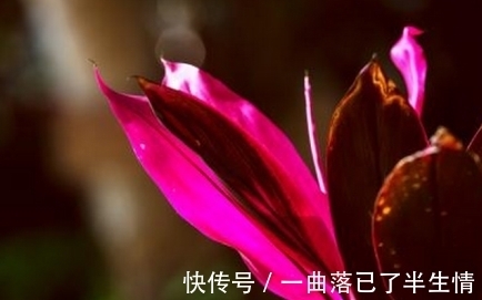 叶片|朱蕉叶片色彩越来越差了,有什么办法可以让它恢复呢