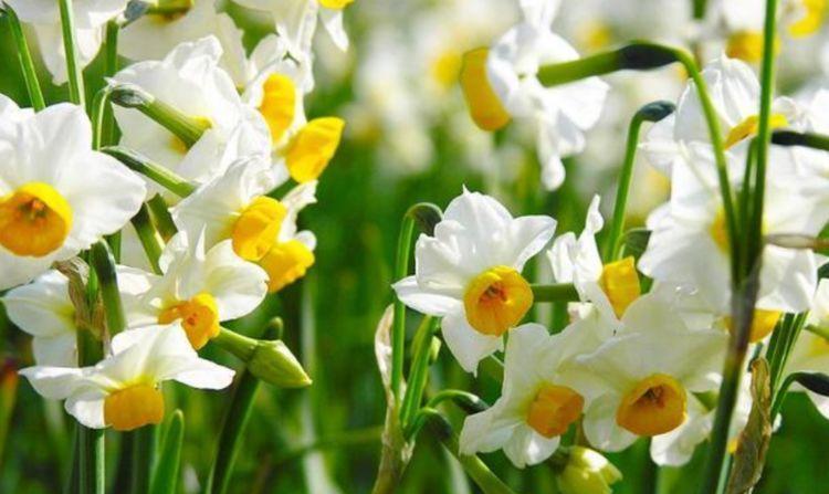 家养此款花卉,开花勤爱爆盆,一盆千百朵,枝头花苞满