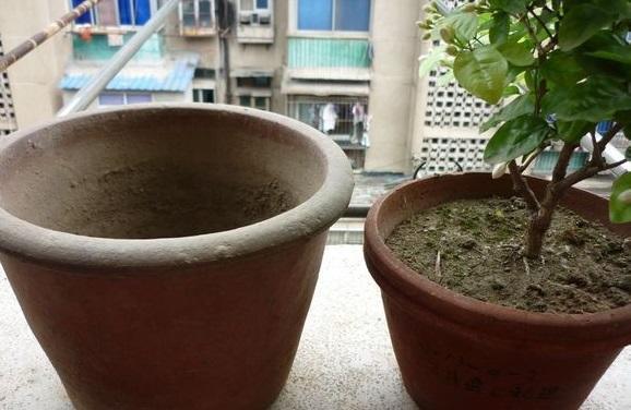 茉莉花开花少,这不是问题,教你几招,花枝都是花苞