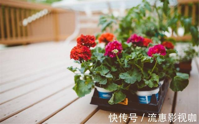 啤酒|啤酒养花没那么简单，对了叶片翠绿长势旺，错了烧根烂根整盆空