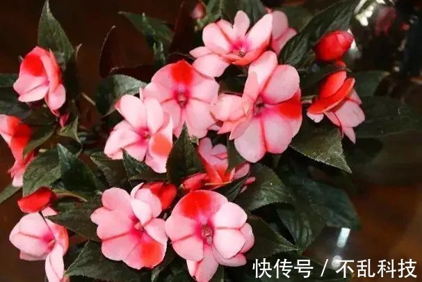 养花要换盆,关键4点要“做对”,不然换了也白换,还容易死掉