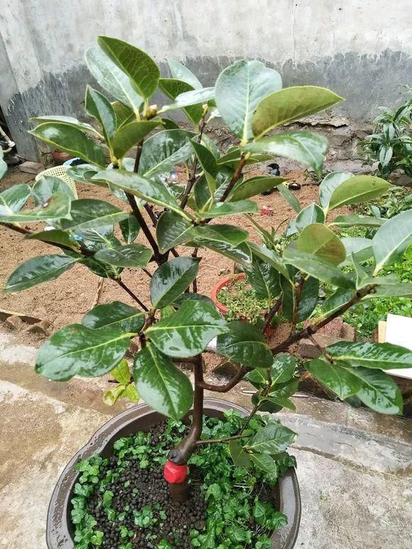 根系生长|6种花爱“喝酒吃醋”,半月来1勺,叶片浓绿滴油,狂开花!